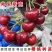 弗里斯克樱桃苗等品种，大量上市，全国发货，欢迎进店沟通。