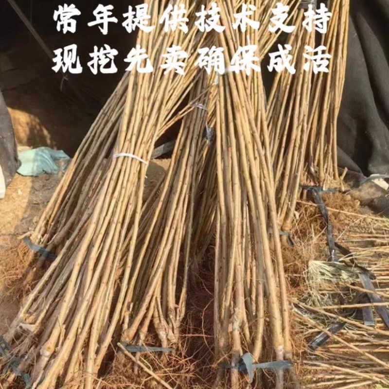 弗里斯克樱桃苗等品种，大量上市，全国发货，欢迎进店沟通。