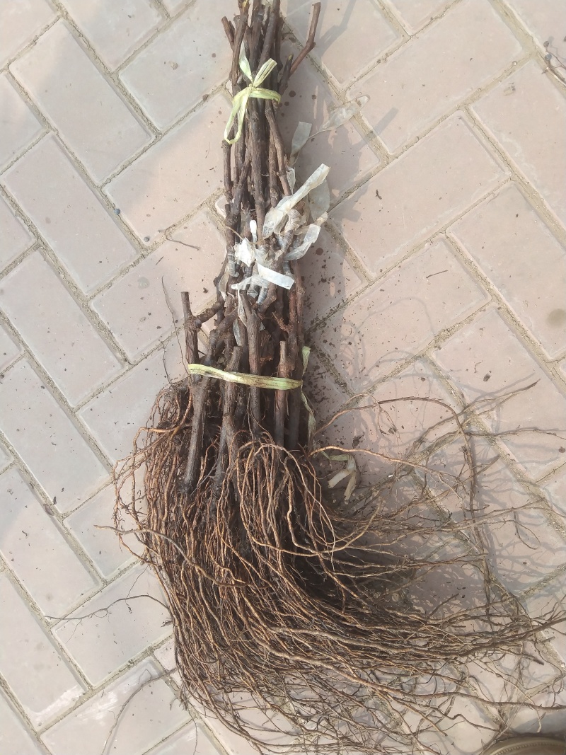 正综墨光葡萄苗，晚熟大颗粒，香甜不裂果，管理简单产量高