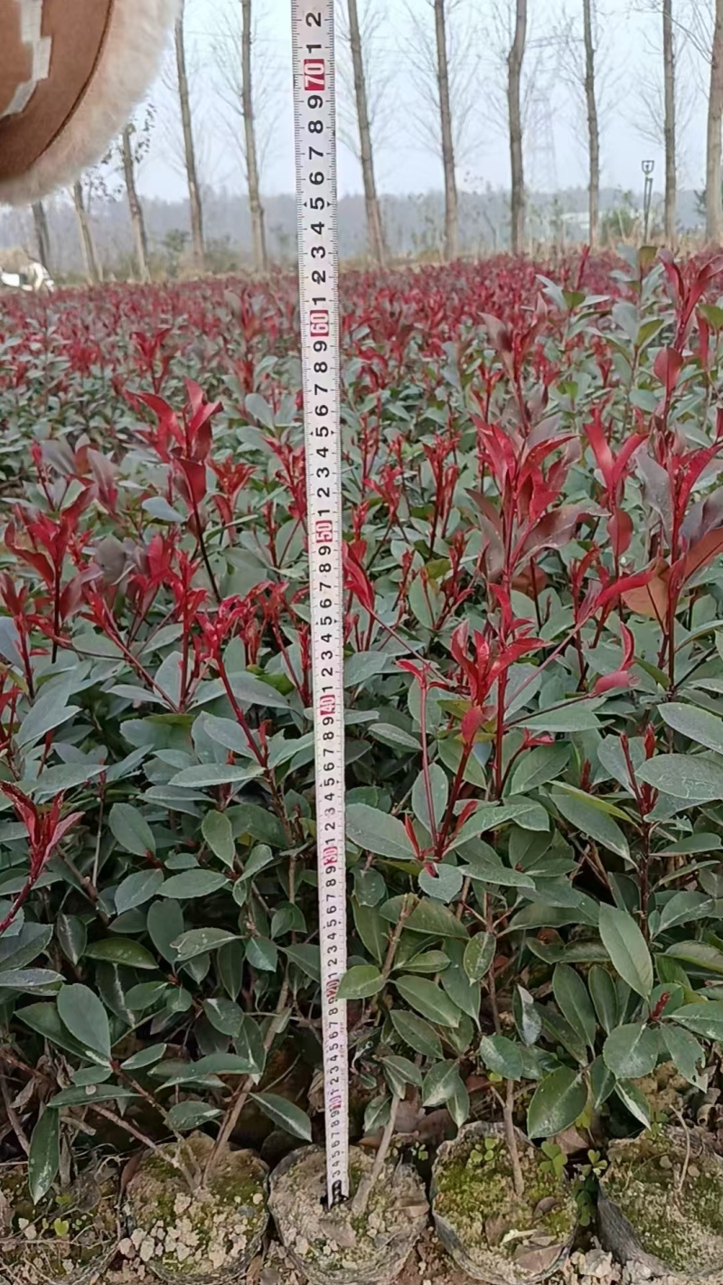 红叶石楠苗，苗子健壮，成活率高，各种规格杯苗大量供应