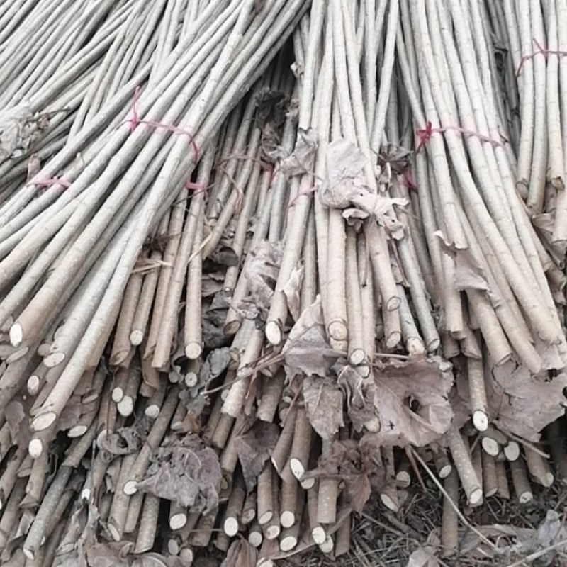 107速生杨种条