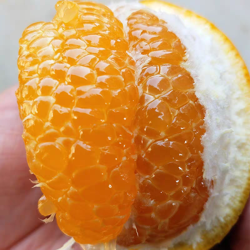 胡柚