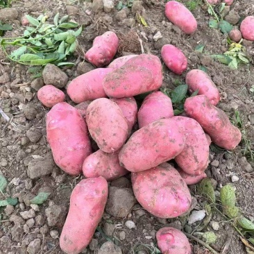 云南青薯9号土豆新鲜上市价格美丽对接全国量大从优欢迎询价