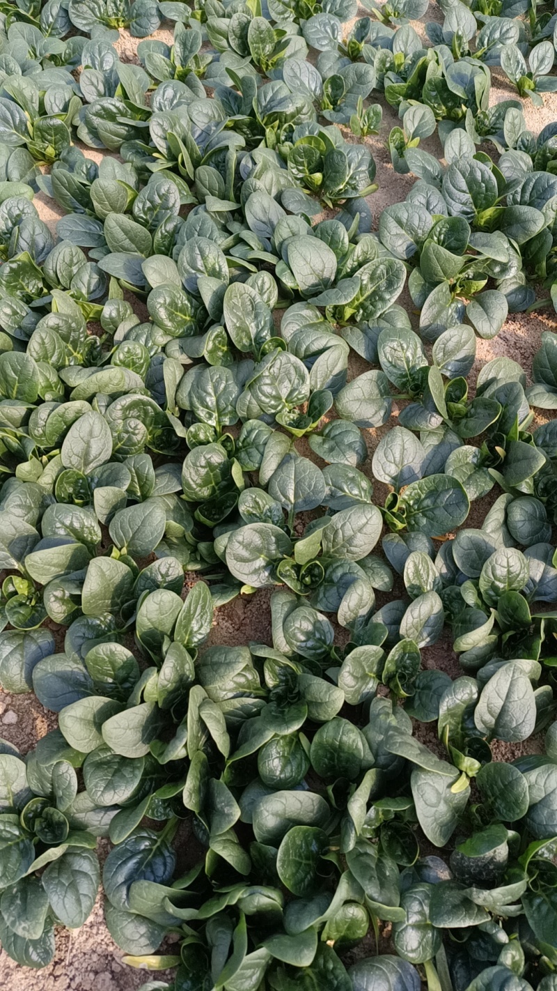 趴地菠菜（露天半直立型基地货）