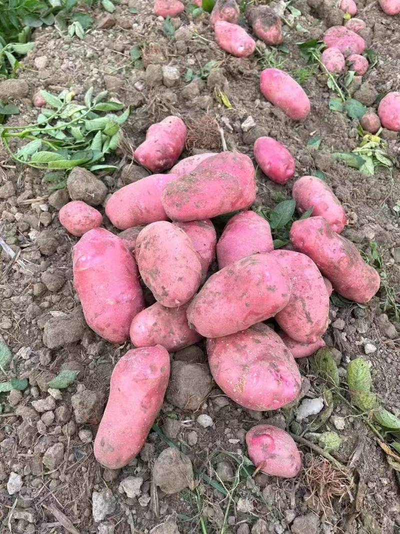 云南青薯9号土豆新鲜上市价格美丽对接全国量大从优欢迎询价
