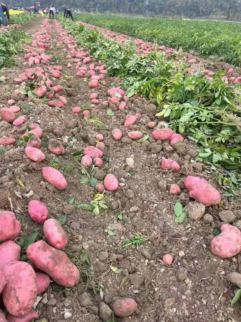 云南青薯9号土豆新鲜上市价格美丽对接全国量大从优欢迎询价