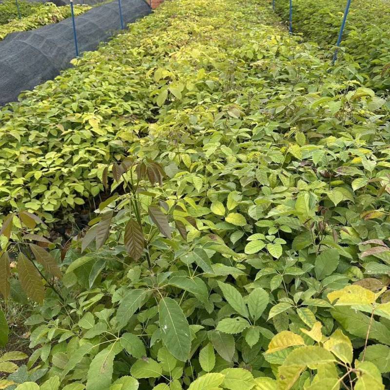 紫花风铃风铃木自产自销一手货源量大价格优惠