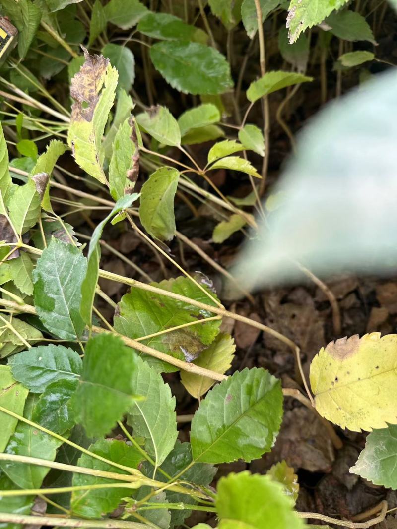 紫花风铃风铃木自产自销一手货源量大价格优惠