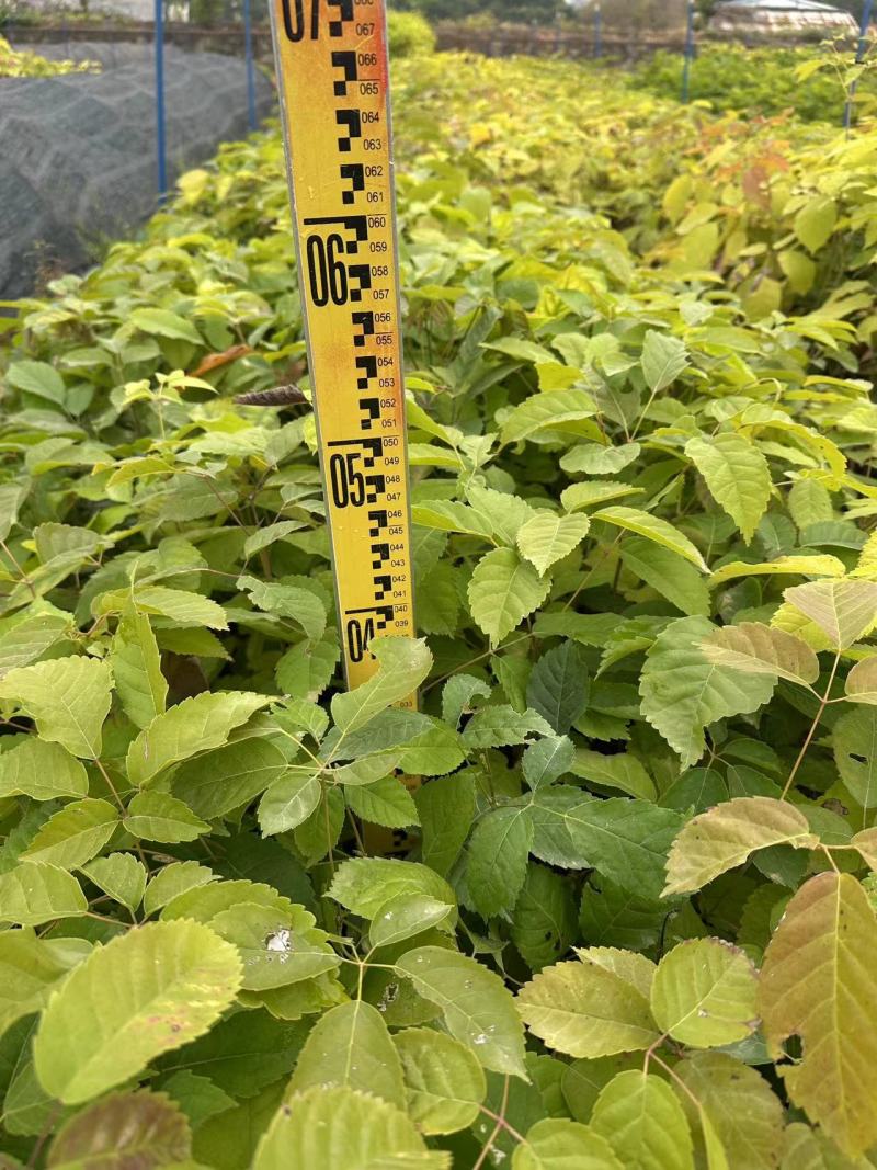 紫花风铃风铃木自产自销一手货源量大价格优惠