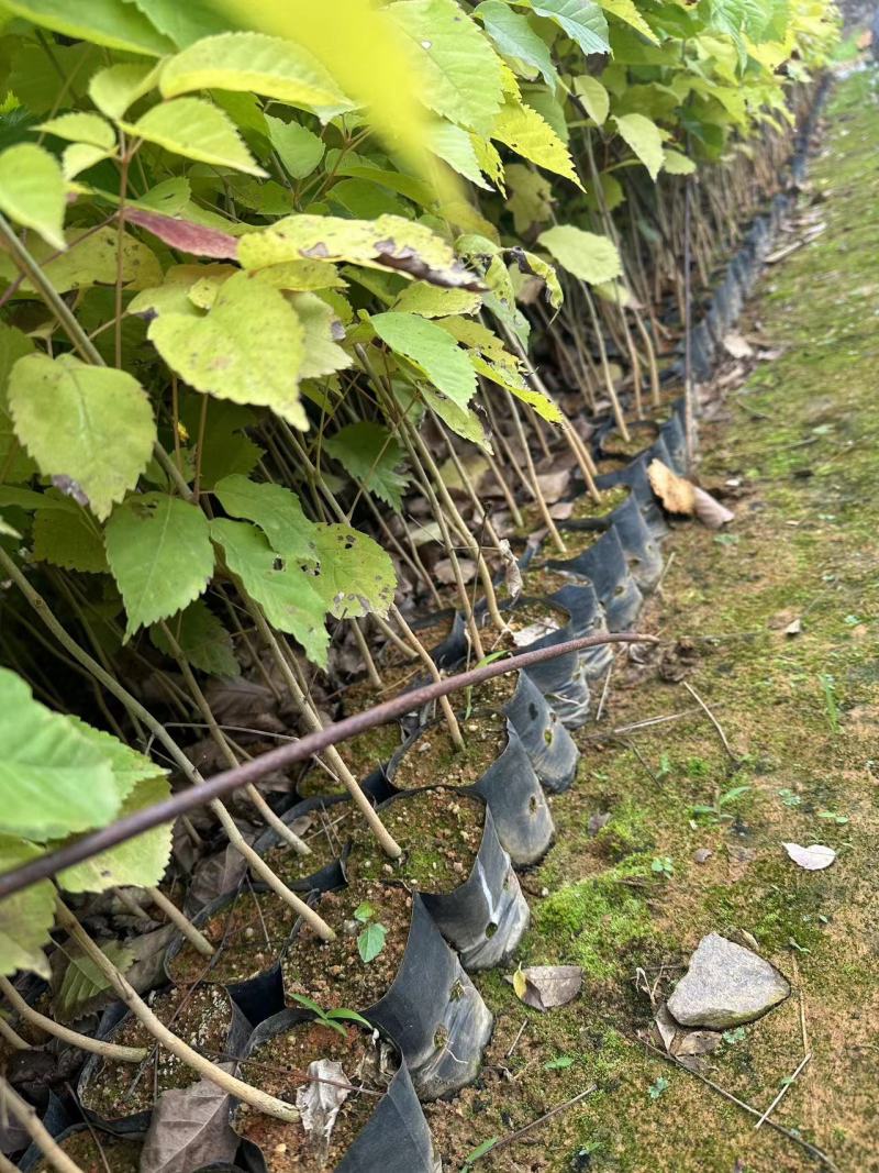 紫花风铃风铃木自产自销一手货源量大价格优惠