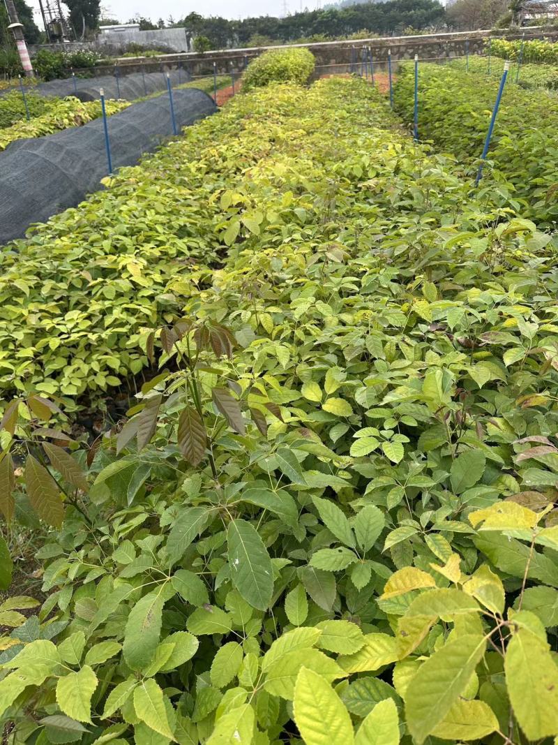 紫花风铃风铃木自产自销一手货源量大价格优惠