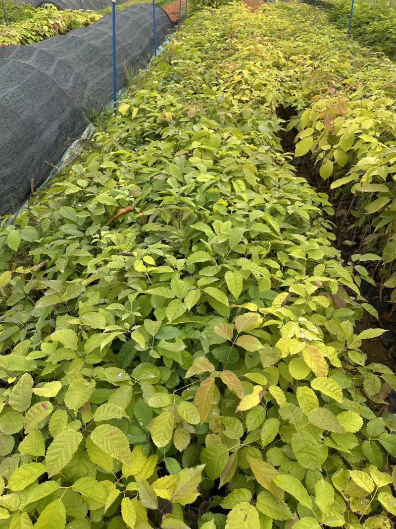 紫花风铃风铃木自产自销一手货源量大价格优惠