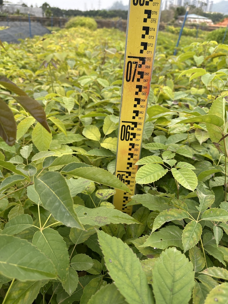 紫花风铃风铃木自产自销一手货源量大价格优惠