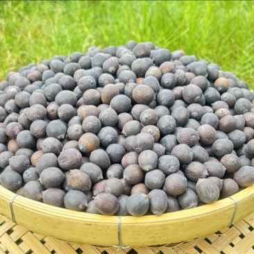广东江门海岛新鲜铁莲，量大从优质量保证欢迎咨询采购
