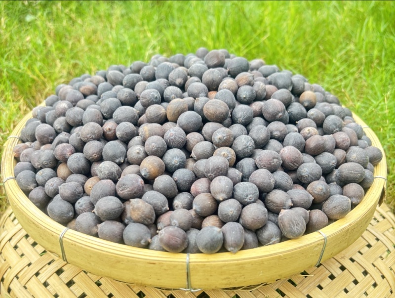 广东江门海岛新鲜铁莲，量大从优质量保证欢迎咨询采购