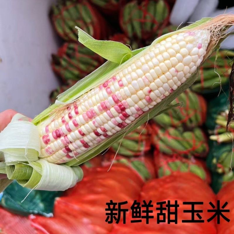 新鲜花糯玉米大量上市全国发货，欢迎进店沟通