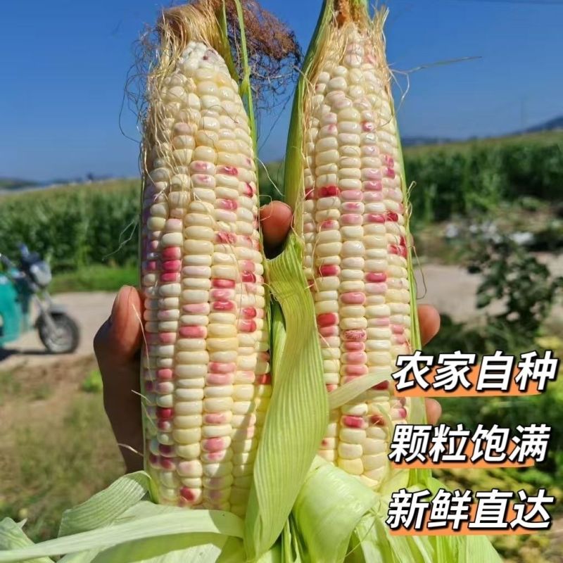 新鲜花糯玉米大量上市全国发货，欢迎进店沟通