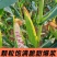 新鲜花糯玉米大量上市全国发货，欢迎进店沟通