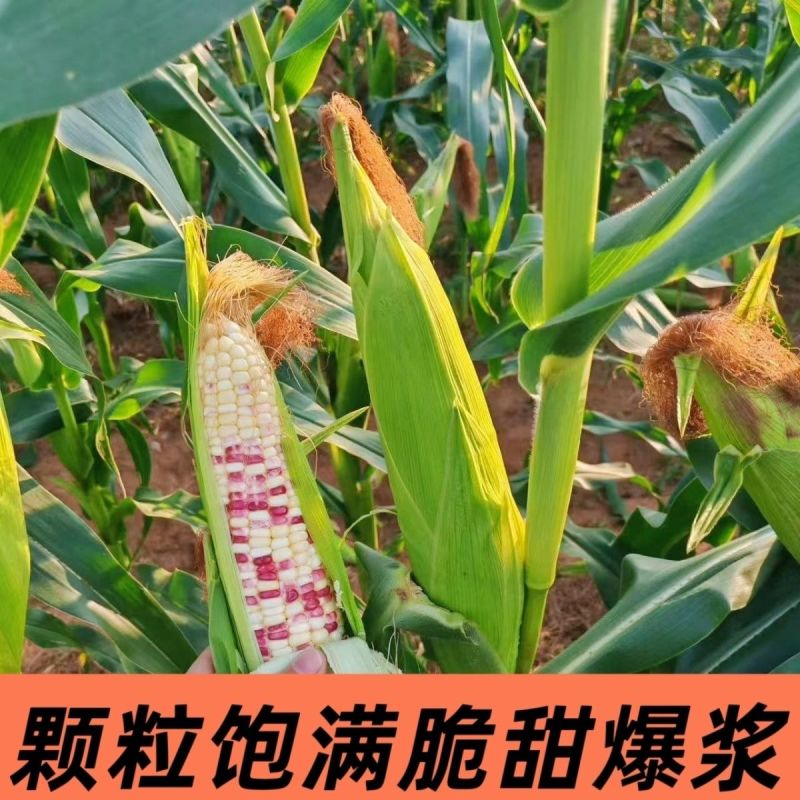 新鲜花糯玉米大量上市全国发货，欢迎进店沟通