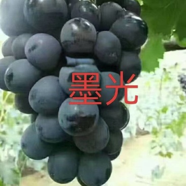 正综墨光葡萄苗,晚熟大颗粒,香甜不裂果,管理简单产量高
