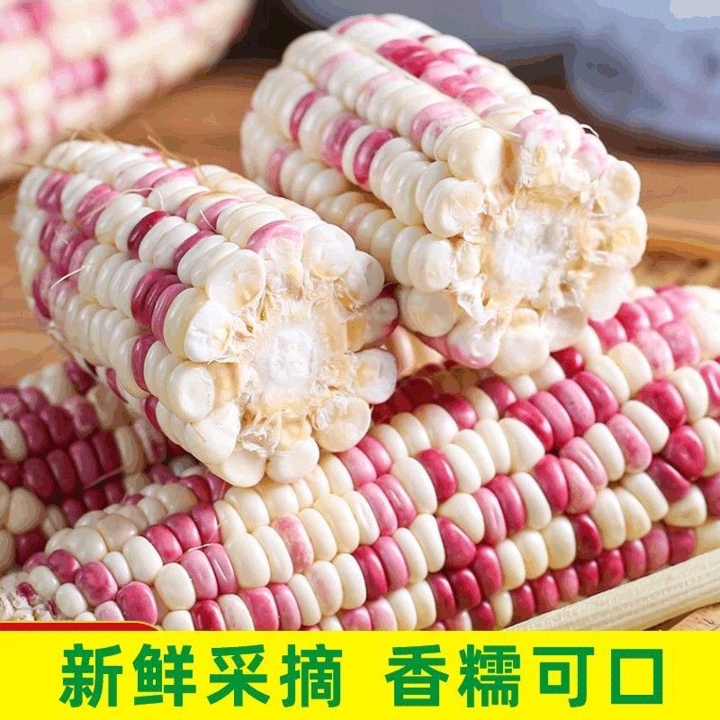 新鲜花糯玉米大量上市全国发货，欢迎进店沟通