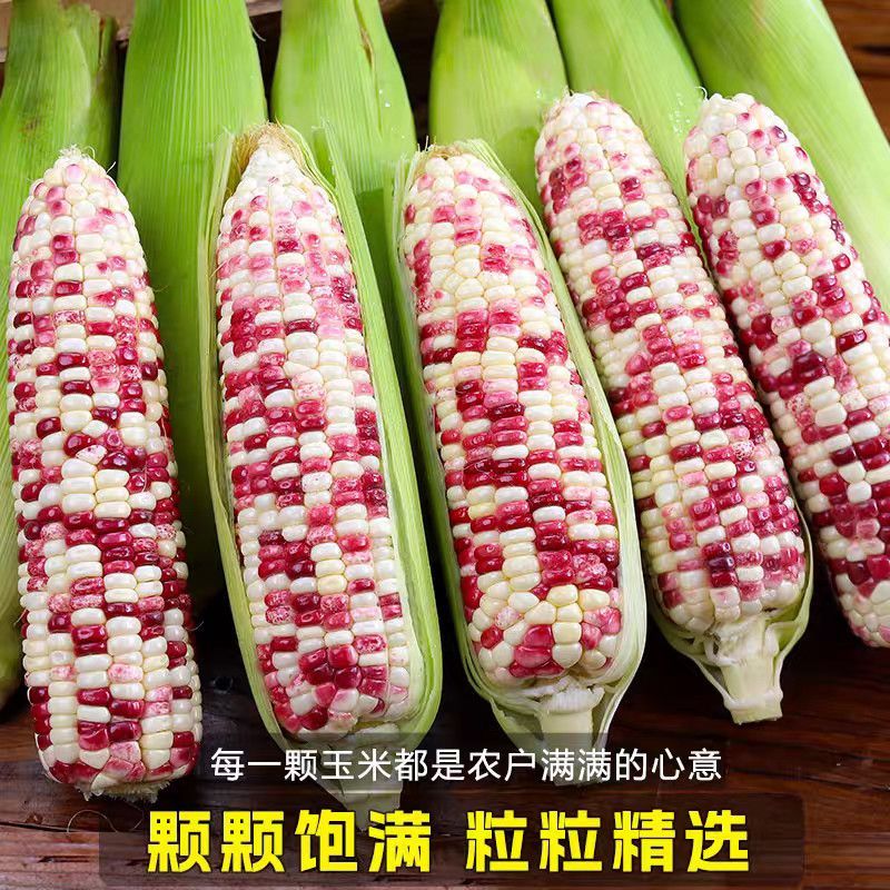 新鲜花糯玉米大量上市全国发货，欢迎进店沟通