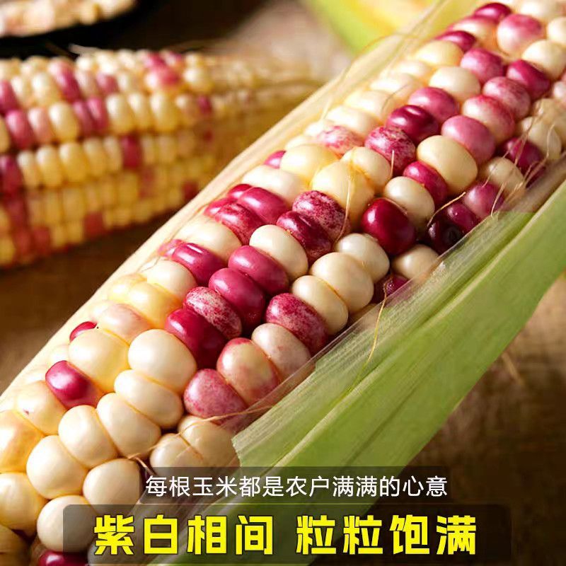 新鲜花糯玉米大量上市全国发货，欢迎进店沟通