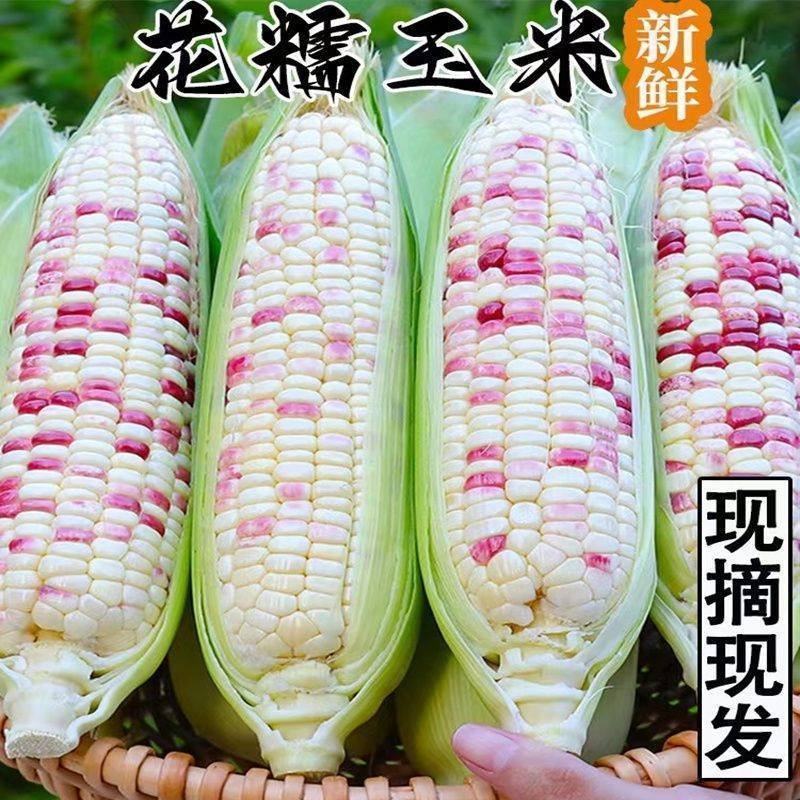 新鲜花糯玉米大量上市全国发货，欢迎进店沟通