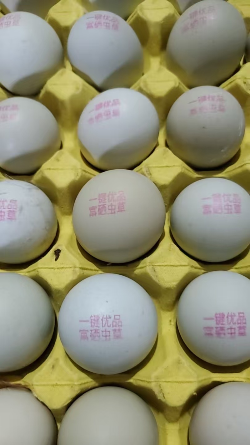 喷码鸡蛋可喷富硒虫草蛋富硒无抗蛋艾草鸡蛋公司**等