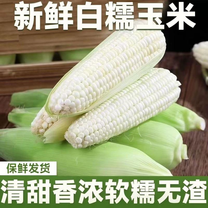 白黄糯玉米大量上市，全国发货，欢迎进店沟通