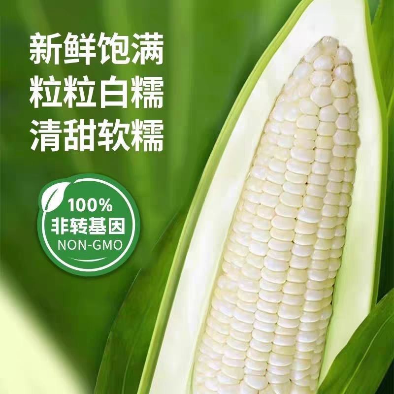 白黄糯玉米大量上市，全国发货，欢迎进店沟通