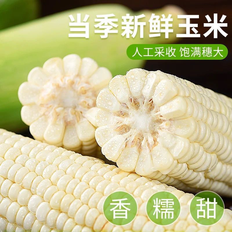 白黄糯玉米大量上市，全国发货，欢迎进店沟通