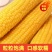 白黄糯玉米大量上市，全国发货，欢迎进店沟通