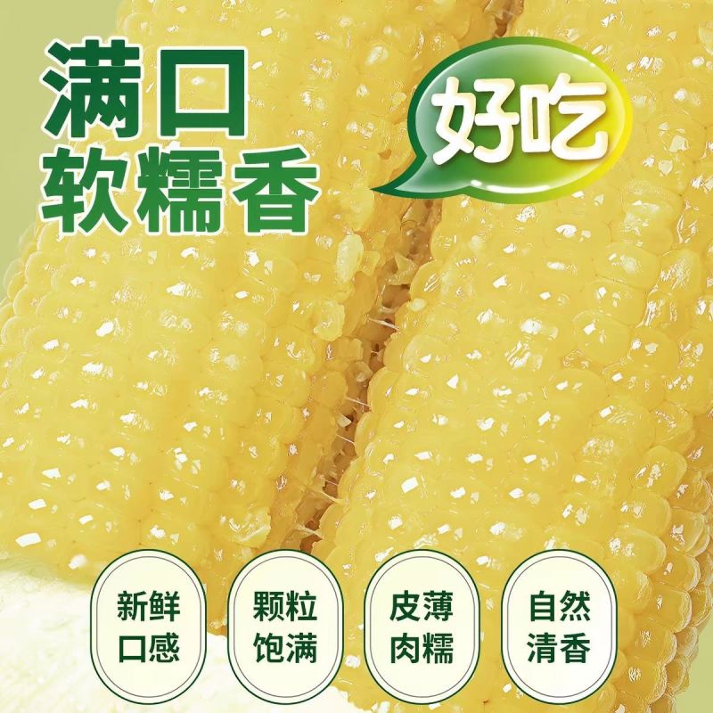 白黄糯玉米大量上市，全国发货，欢迎进店沟通