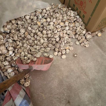 精品干花菇，品质保证，产地直发，支持视频看货