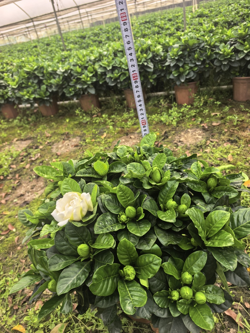 230大叶多枝，叶色漂亮，大花苞，需要的老板请留言。