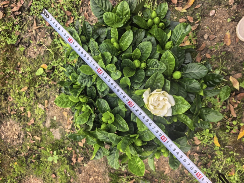 230大叶多枝，叶色漂亮，大花苞，需要的老板请留言。