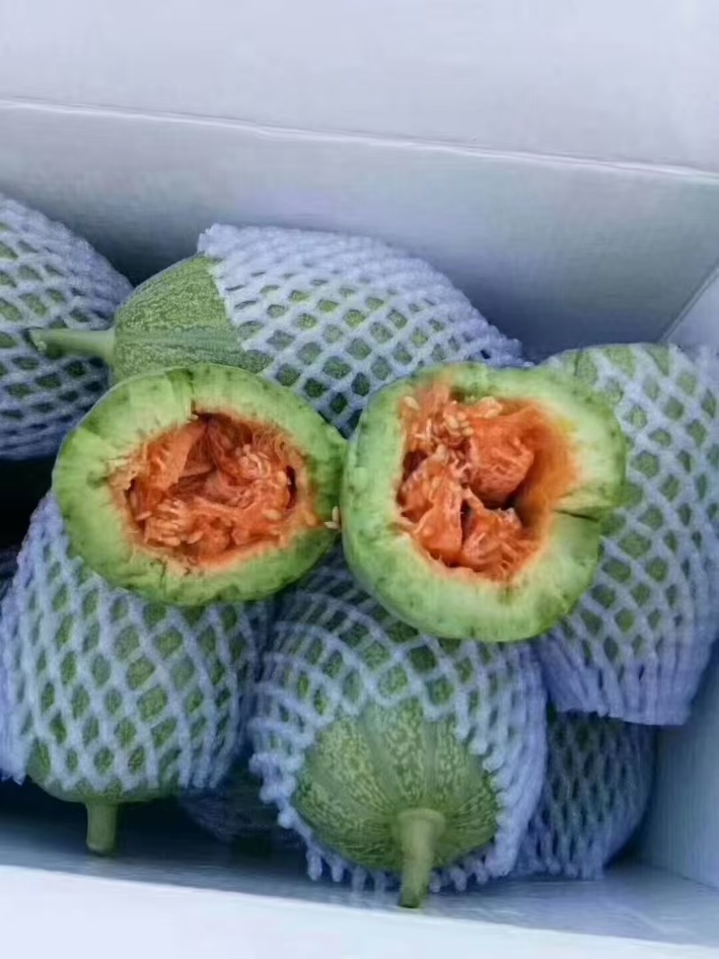 芝麻香瓜种植基地