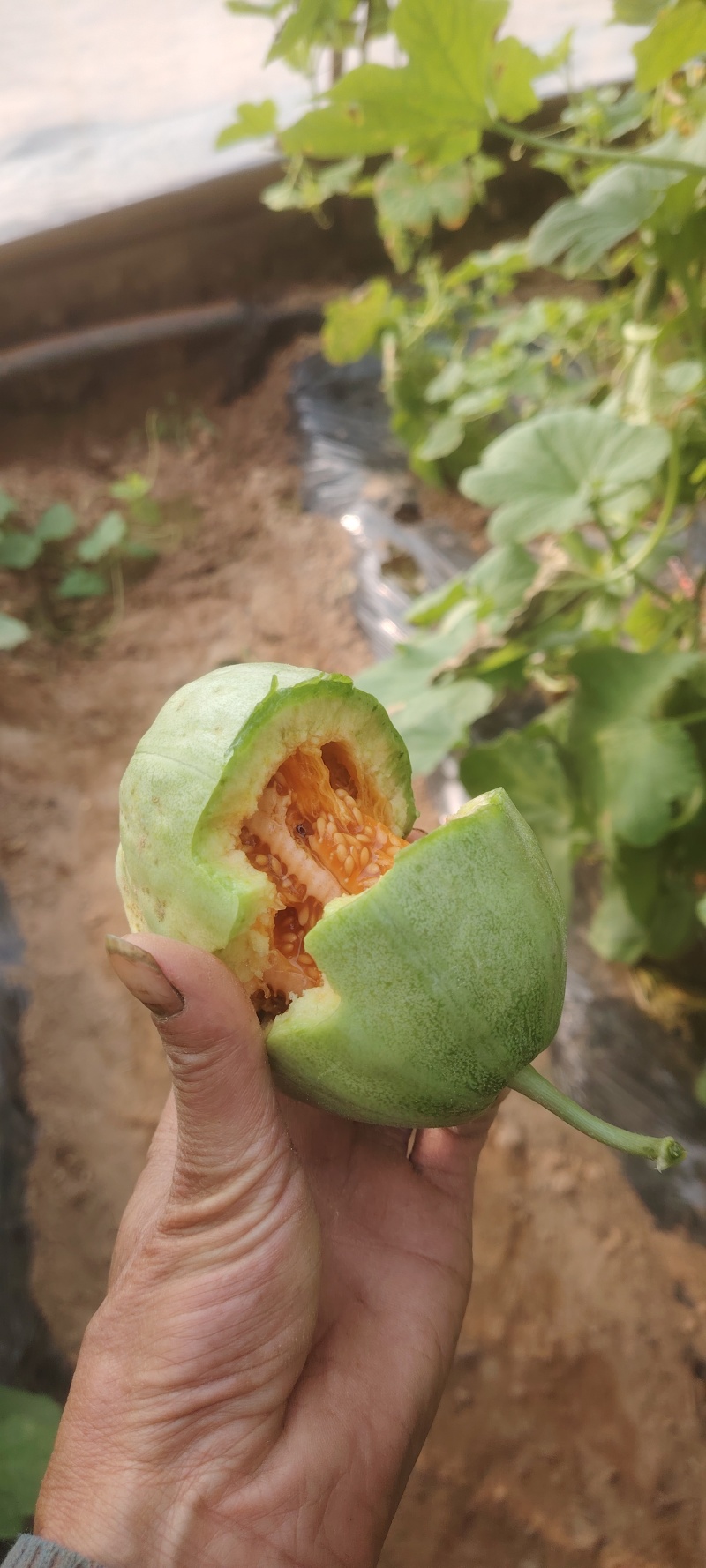 芝麻香瓜种植基地