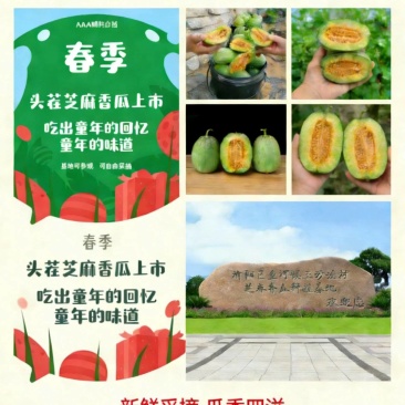 芝麻香瓜种植基地