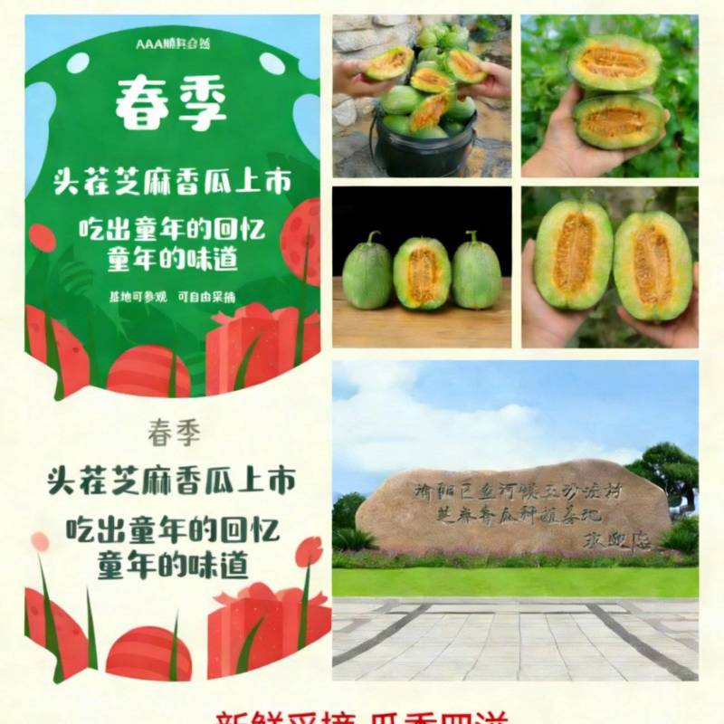 芝麻香瓜种植基地