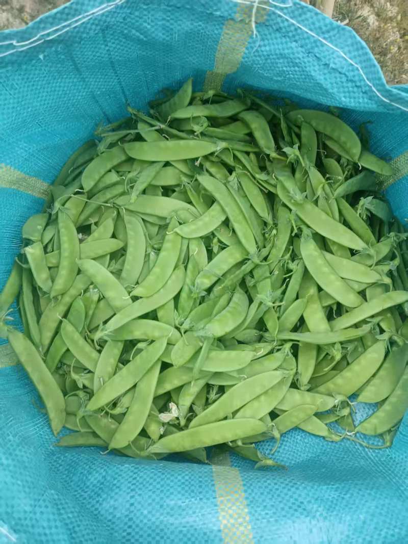 大量荷兰豆云南普洱