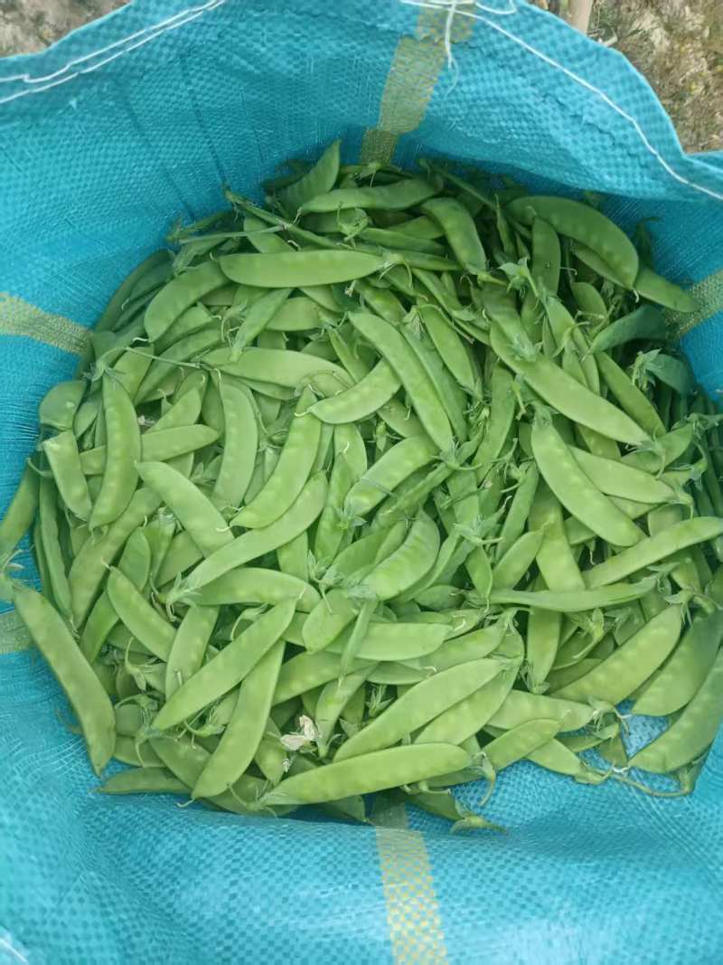 大量荷兰豆云南普洱