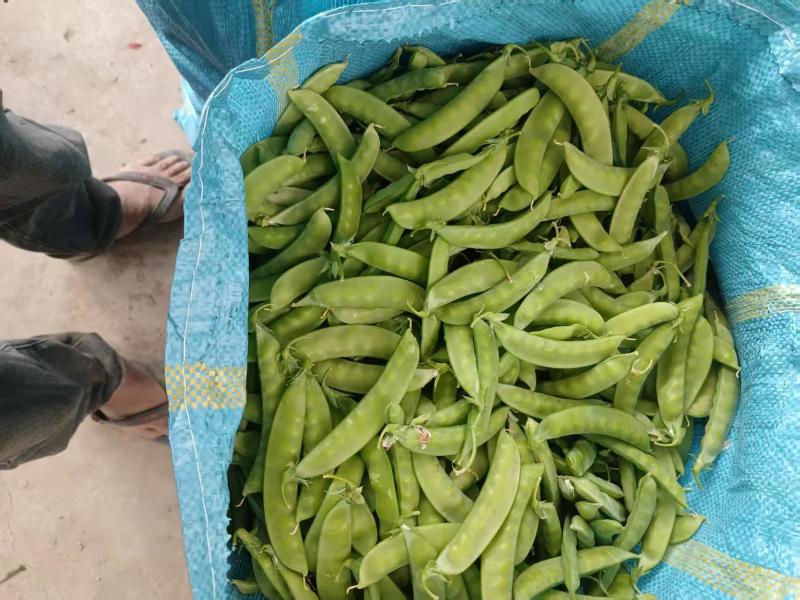 大量荷兰豆云南普洱