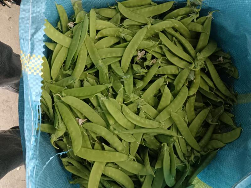 大量荷兰豆云南普洱