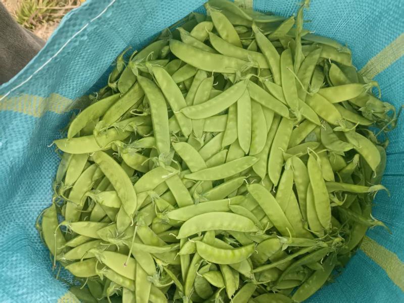 大量荷兰豆云南普洱