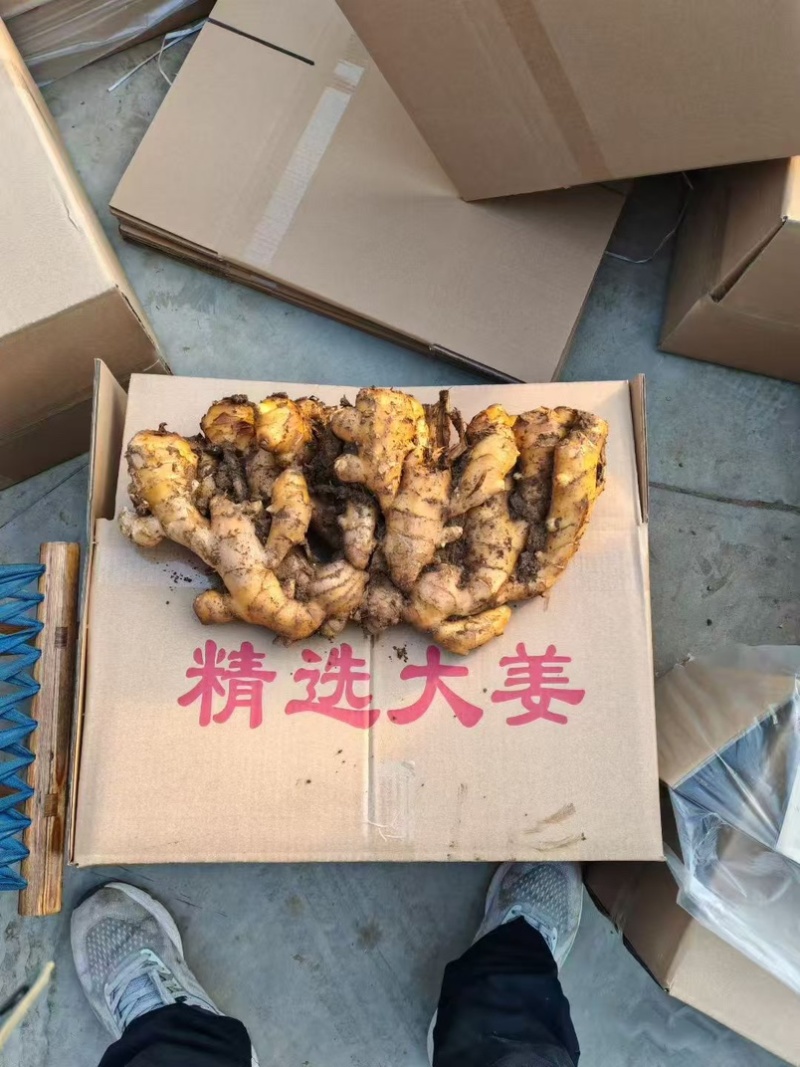 山东大黄姜水洗沙土全规格大量供应品质保证