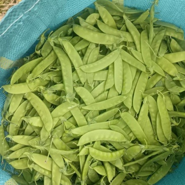 大量荷兰豆云南普洱