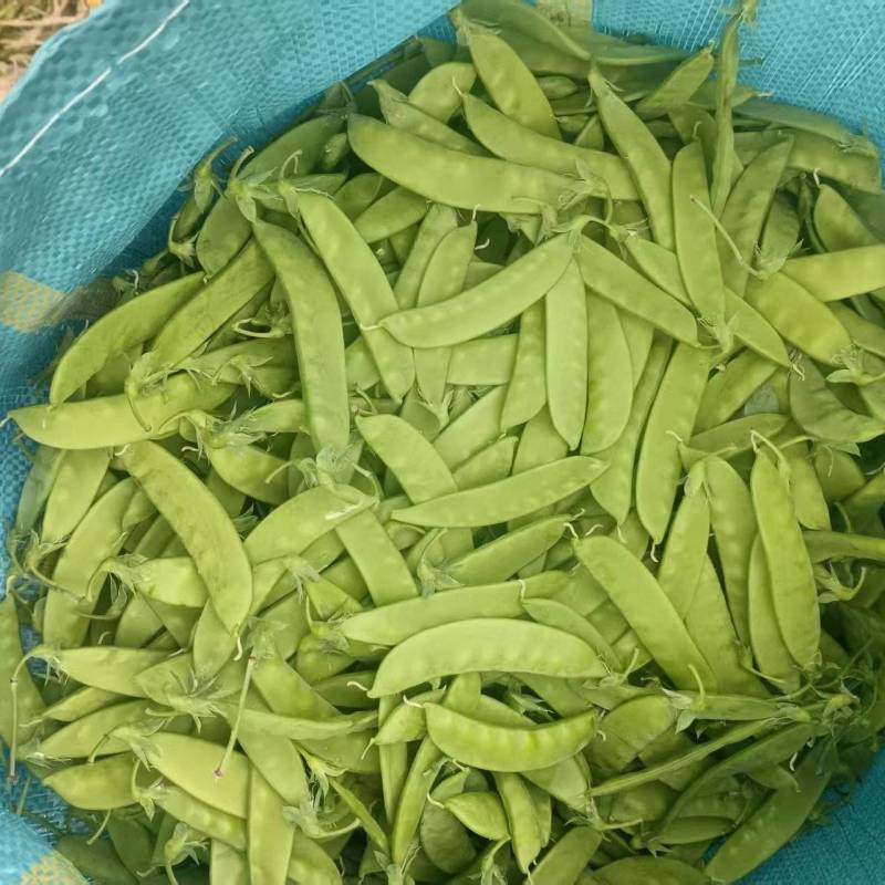 大量荷兰豆云南普洱