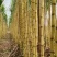 广东黄皮甘蔗新鲜上市价格美丽对接全国量大从优热卖